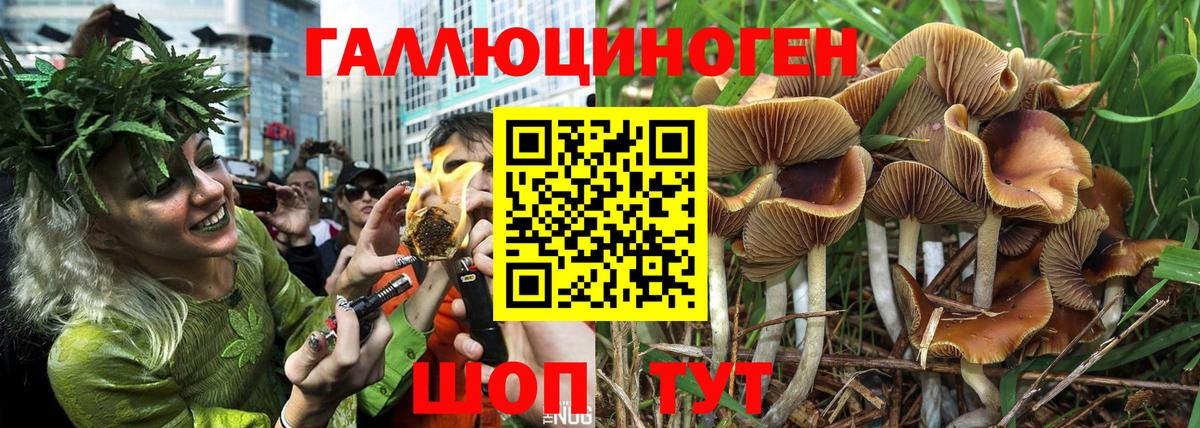 Галлюциногенные грибы Cubensis Звенигород